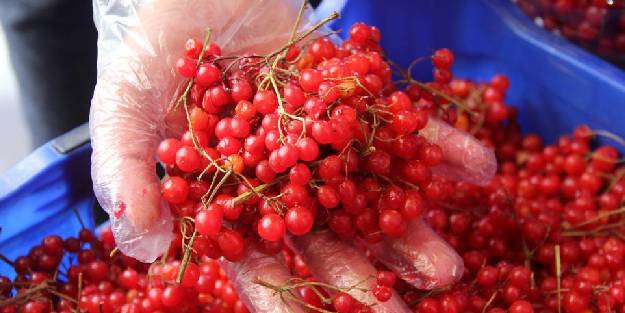 Gilaburu meyvesini denediniz mi?