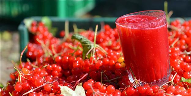 Gilaburu suyu faydaları, neye iyi gelir? Nasıl kullanılır? (Frenk üzümü) Bu sudan daha iyisi, güzeli yok! Birçok sorun çözüldü
