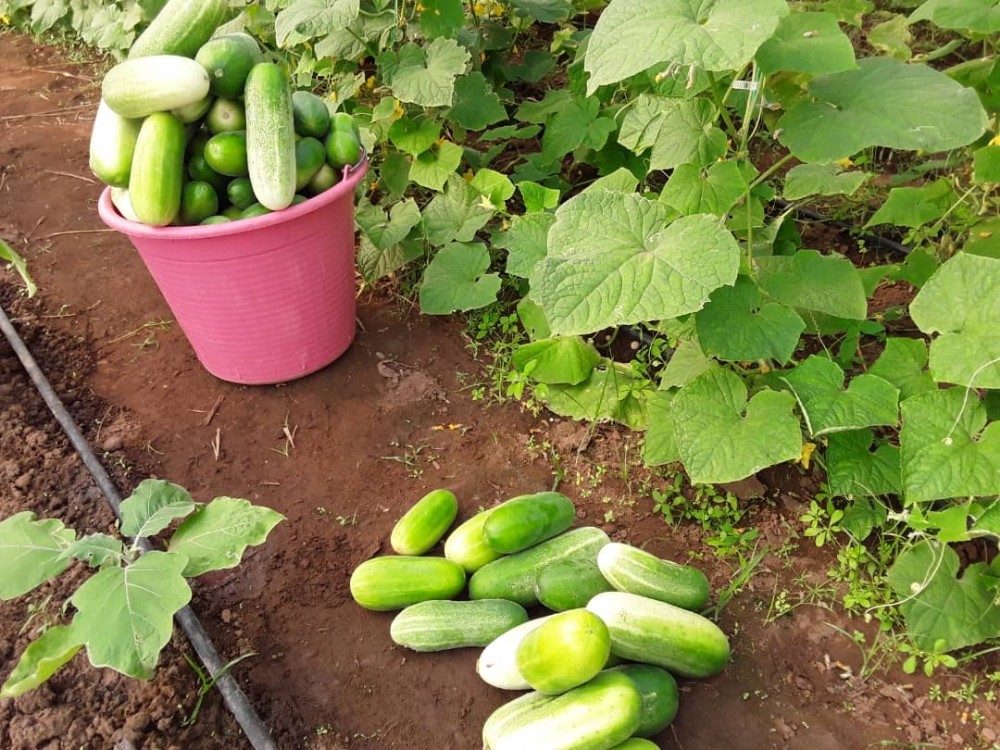 Gine’de TİKA’nın kurduğu eğitim serası ilk mahsullerini verdi 