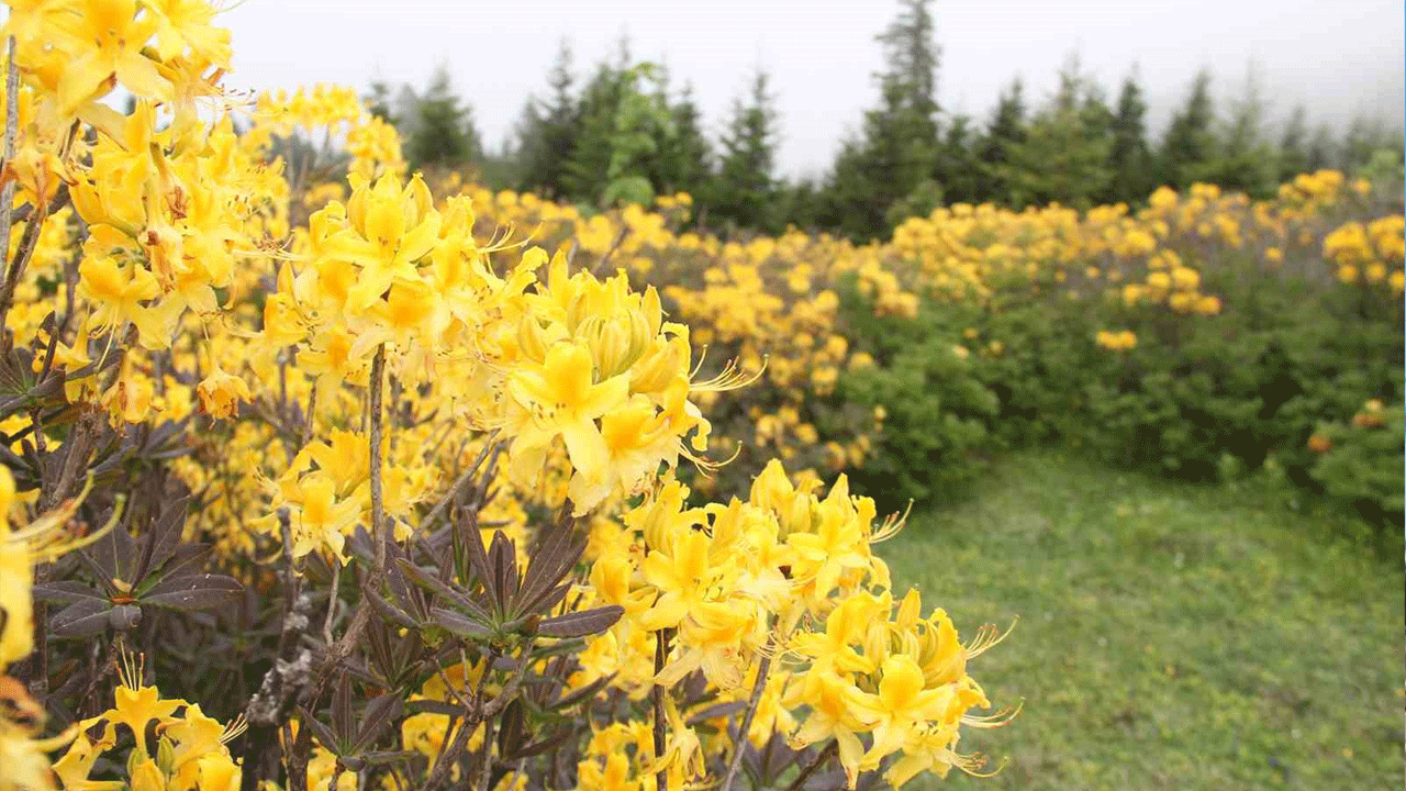 Giresun yaylaları renklendi! Orman gülleri görsel şölen sundu