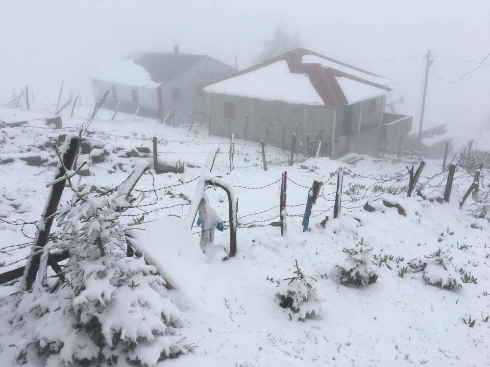 Giresun yaylalarında mayıs karı yaylacıları şaşırttı 
