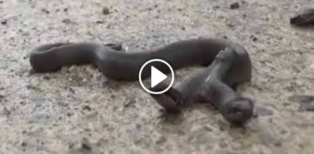 Giresun'da çift başlı yılan görenleri hayrete düşürdü!