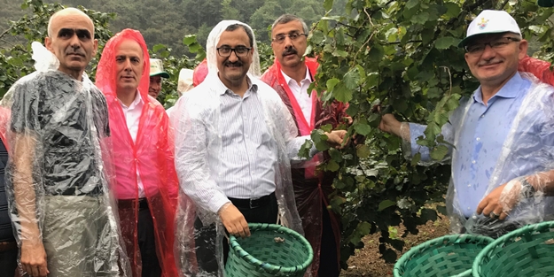 Giresun'da fındık hasadı törenle başladı