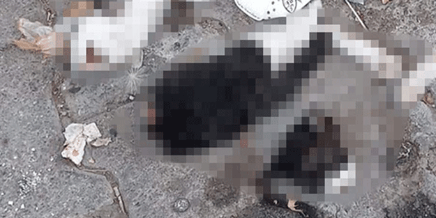 Giresun'da iki kedinin ölü bulunduğu olayla ilgili inceleme başlatıldı