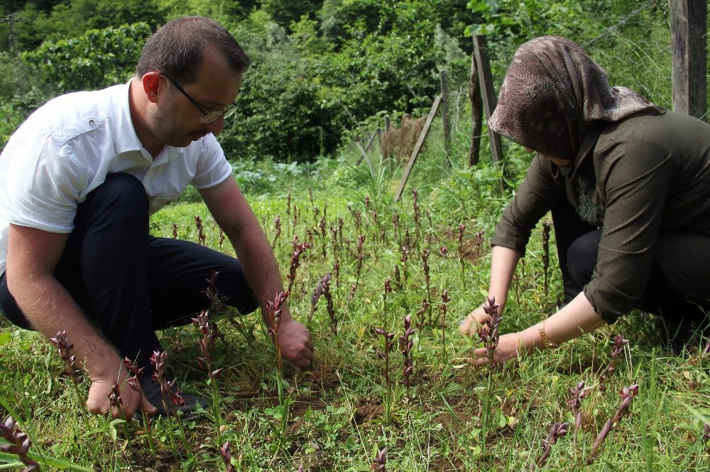 Giresun’da ilk defa üretimi yapıldı, kilosu bin 400 TL’den satılıyor 