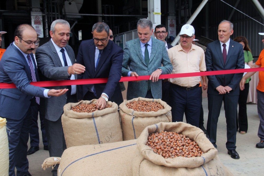 Giresun’da ilk fındık 18,36 TL’den işlem gördü 