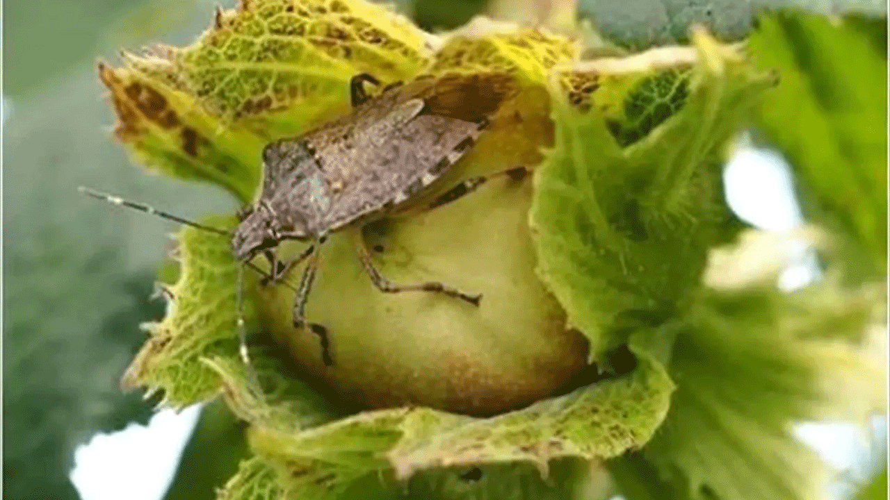 Giresun'da kokarca alarmı! Fındık üreticileri için ilaçlama çalışmaları başladı