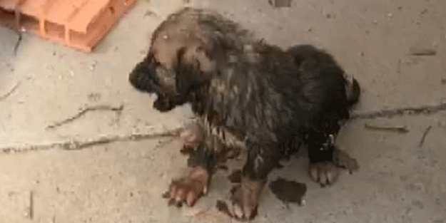 Giresun'da su tahliye borusuna sıkışan köpek yavrusu kurtarıldı