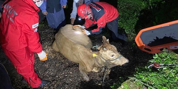 Giresun'da uçuruma düşen inek kurtarıldı