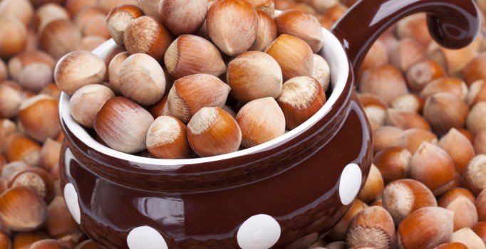 Giresun'da üreticiler fındık hasadına başladı