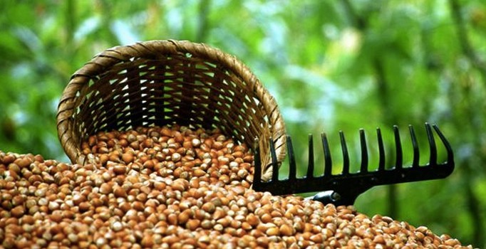 Giresun'da üreticiyi fiyatlar mutlu etmiyor