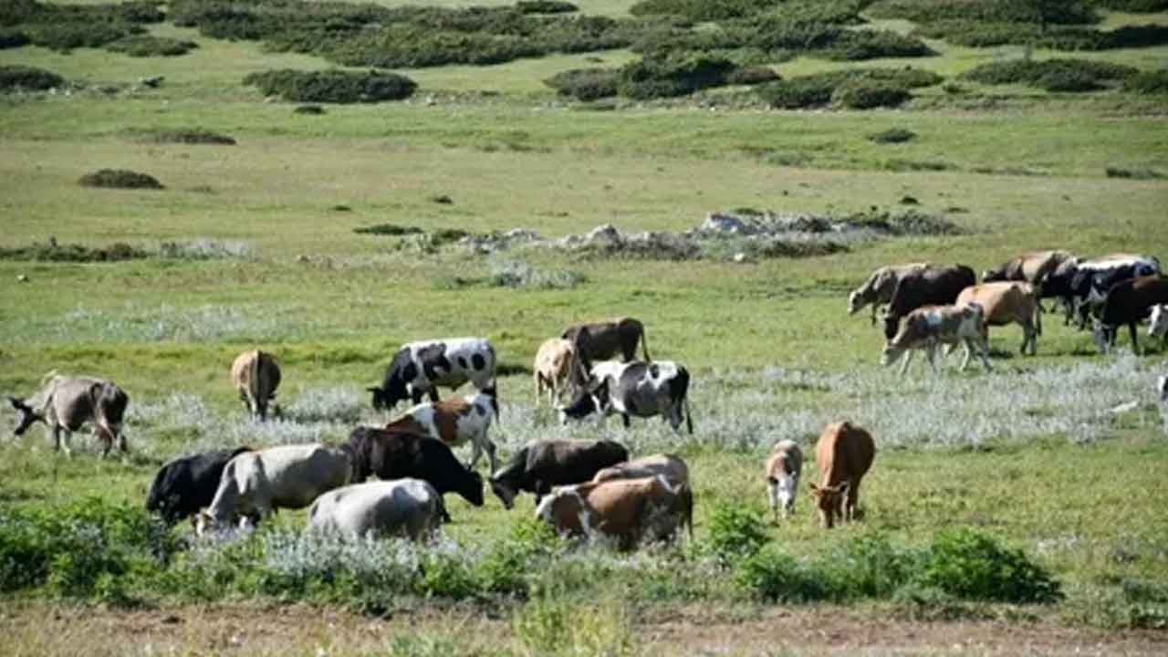 Giresun'da yayla sezonu açılıyor: 2026 yılı kuralları ve ücretleri belli oldu!