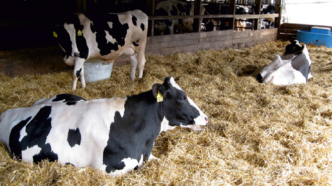 Giresunlu kadınlar devlet desteğiyle besiciliğe başladı