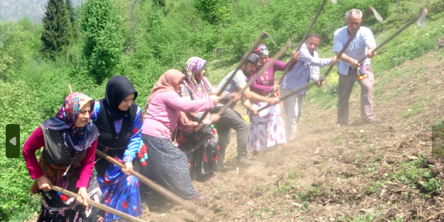 Giresun'un Çanakçı ilçesinde asırlık imece geleneği yaşatılıyor