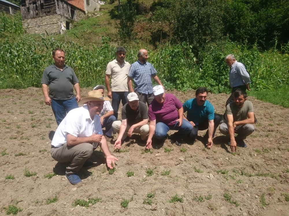 Giresun’un ilk kekik tarlası oluşturuldu 