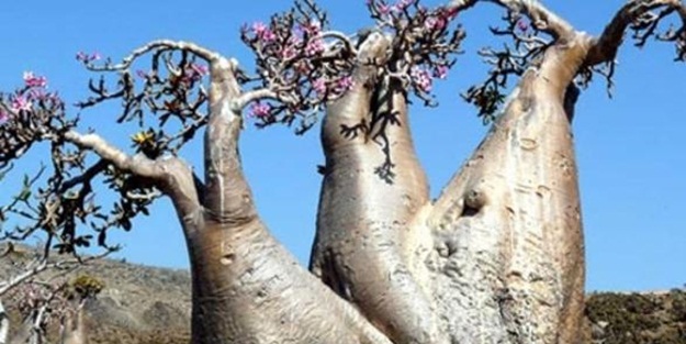 Gizemli bir ada: Sokotra - FOTO