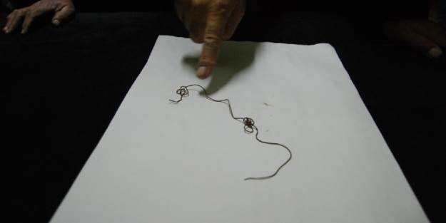 Gizemli canlıyı kimse çözemedi