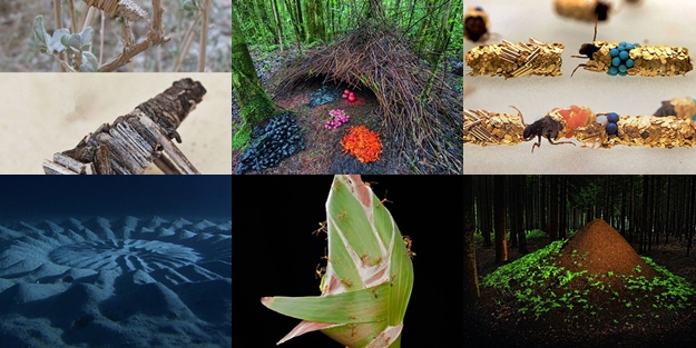 Gizemli hayvan yuvaları - FOTO