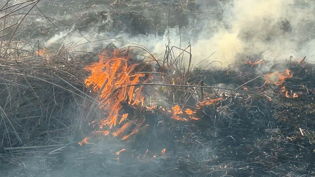 Gizemli Yangın! Yüksekova'da Kuş Cenneti Küllere Dönüyor