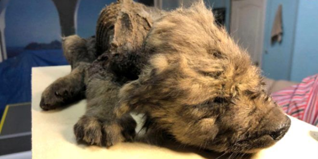 Gizemli yaratık bulundu! Ne köpek ne de kurt!