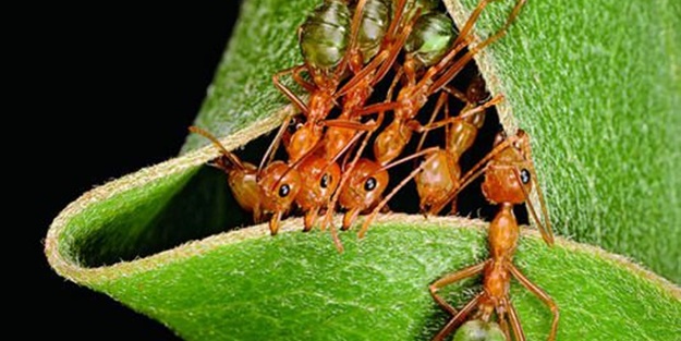 Gizemli yuvalar - FOTO