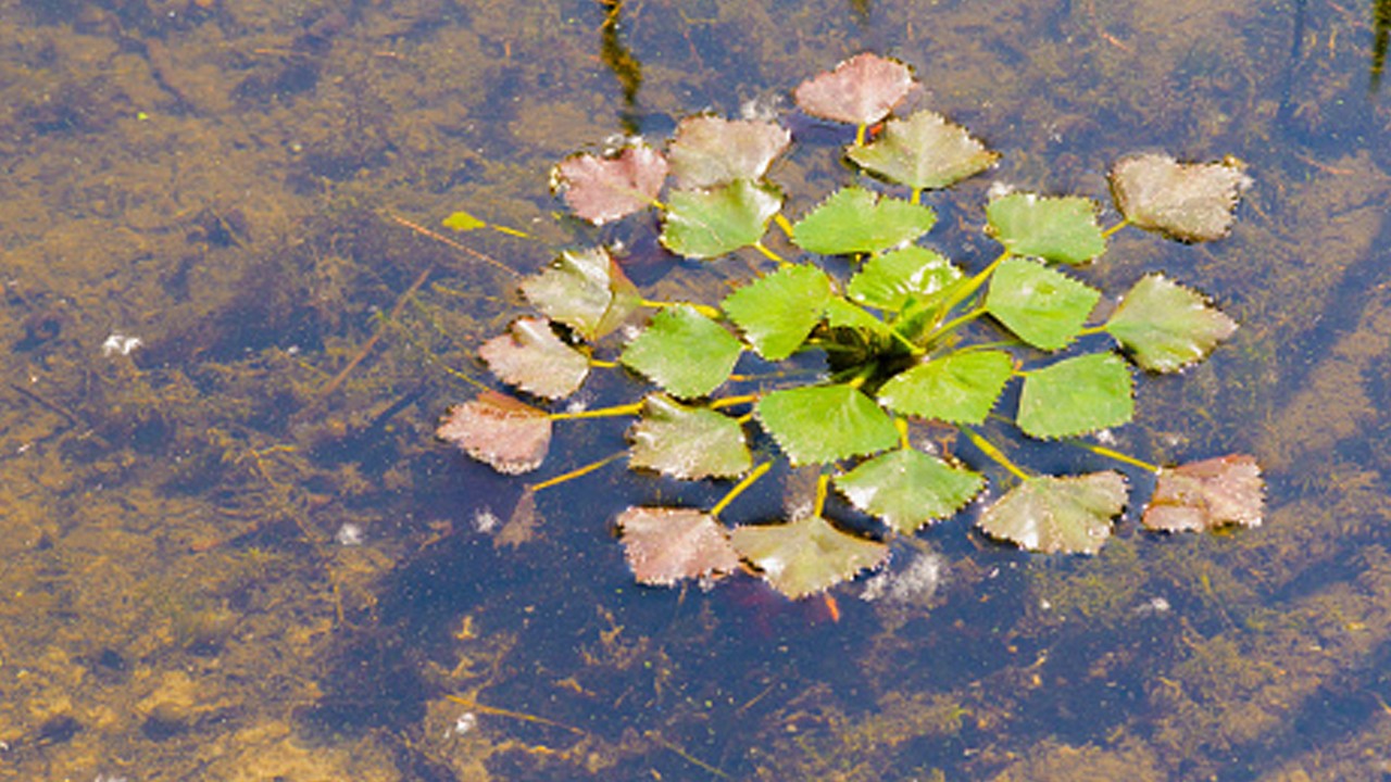 Gizli hazine, su kestanesi! Görüntüler Hindistan'dan: Gören gözlerine inanamadı
