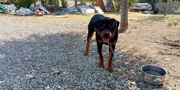 Gizli kalmadı! Köpek toprağı eşeledi, cinayet ortaya çıktı