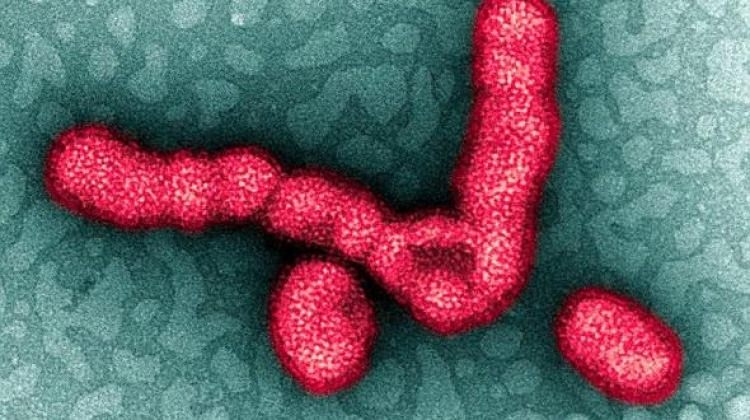 Global Sağlık Konseyi Başkanı Quick: Bu grip 300 milyon kişiyi öldürebilir!