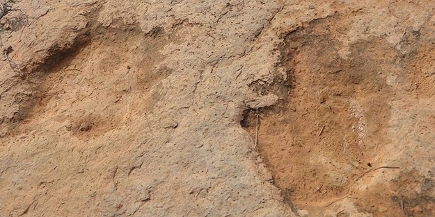 Çölde dinazora ait ayak izi bulundu!