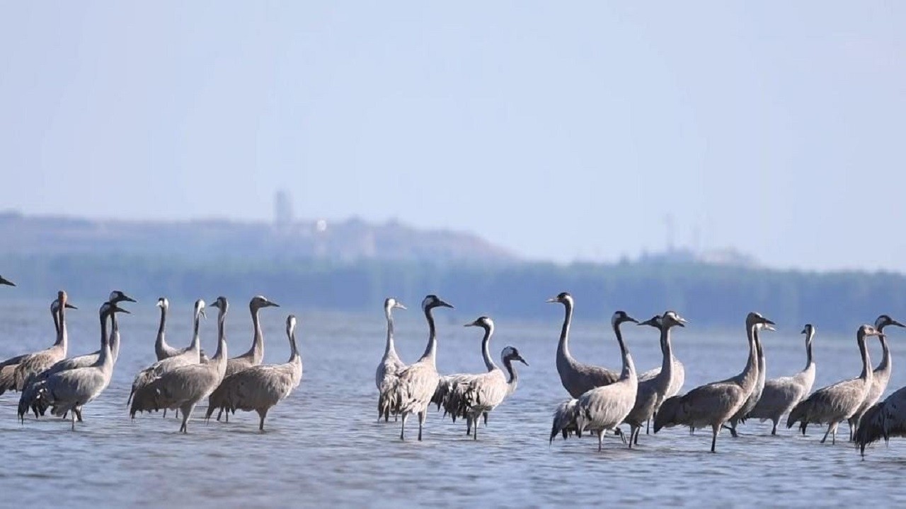 Göç eden turnalar o ilde mola verdi