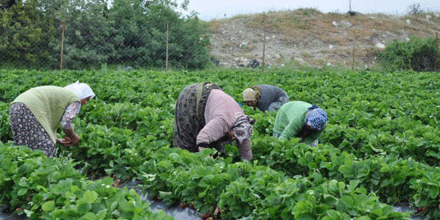 Göç veren köy şimdi para basıyor!