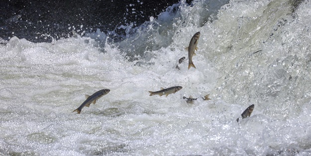 Göç yolcuğundaki inci kefalleri havadan ve karadan korunuyor