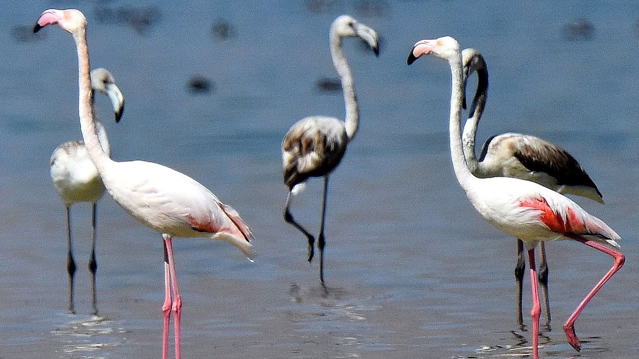 Göç yolunda olan Flamingoların dinlenme durağı Diyarbakır oldu