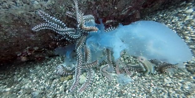 Göç yolundaki denizanaları onların avı oldu