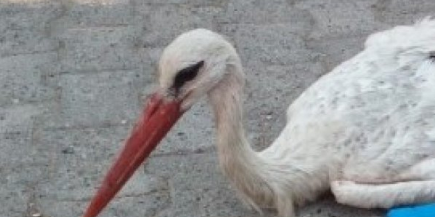 Göç yolundaki leyleği silahla yaraladılar!