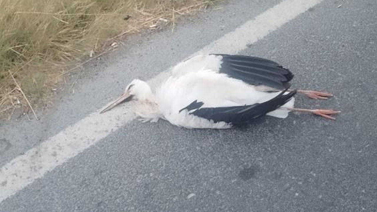 Göç yolundaki leylekler Büyükçekmece’de yangın çıkardı