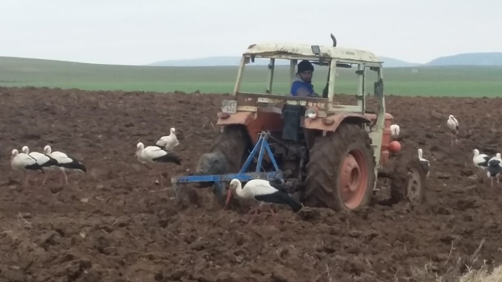 Göç yolundaki leyleklerin beslenme çabası 