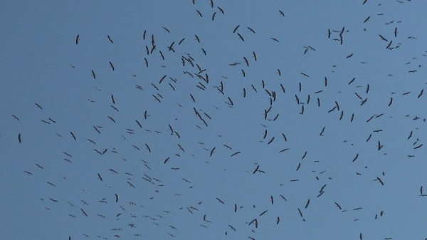 Göç yolundaki leyleklerin gökyüzündeki d