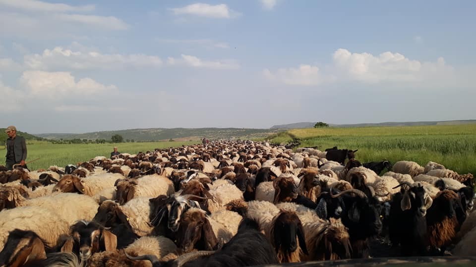 Göçerlerin zorlu yayla yolculuğu 