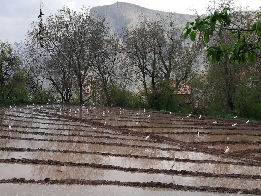 Göçmen kuşlar Çukurca’yı mesken tuttu 
