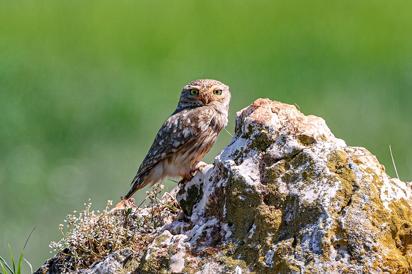 Göçmen kuşlar Gaziantep’i sevdi