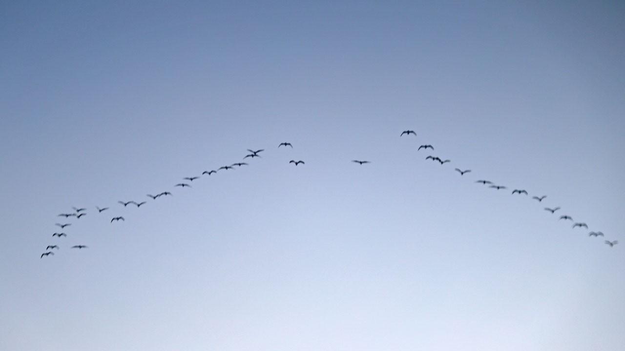 Göçmen kuşlar sulak alanlara geri döndü