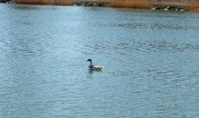 Göçmen kuşlar, Ulaş Gölü'nde konakladı