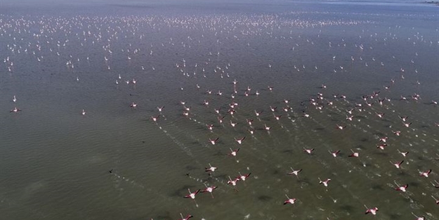 Göçmen kuşlardan Çukurova'da kartpostallık görüntüler