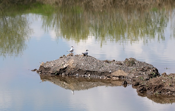 Göçmen kuşların uğrak noktası: Muş Ovası