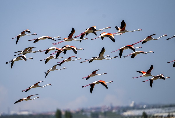 Göçmen kuşların uğrak noktası: Sel Kapanı