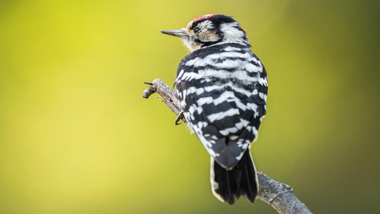 Göçmen kuşların yolculuğu başladı