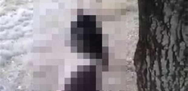 Gökçeada'da kan donduran görüntü