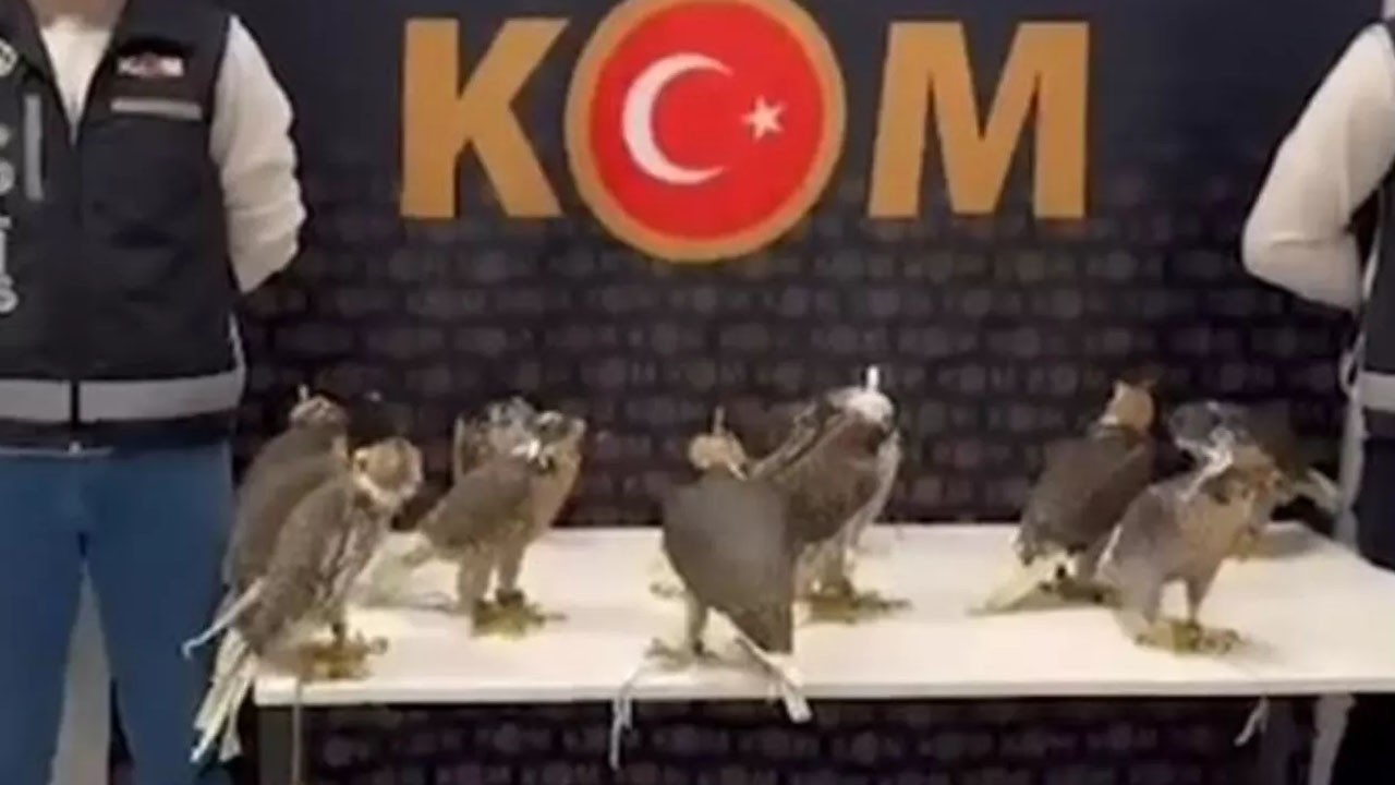 Gökdoğan kuşlarını Arap şeyhlerine satacaklardı: Bu kuşların tanesi 100 bin dolar