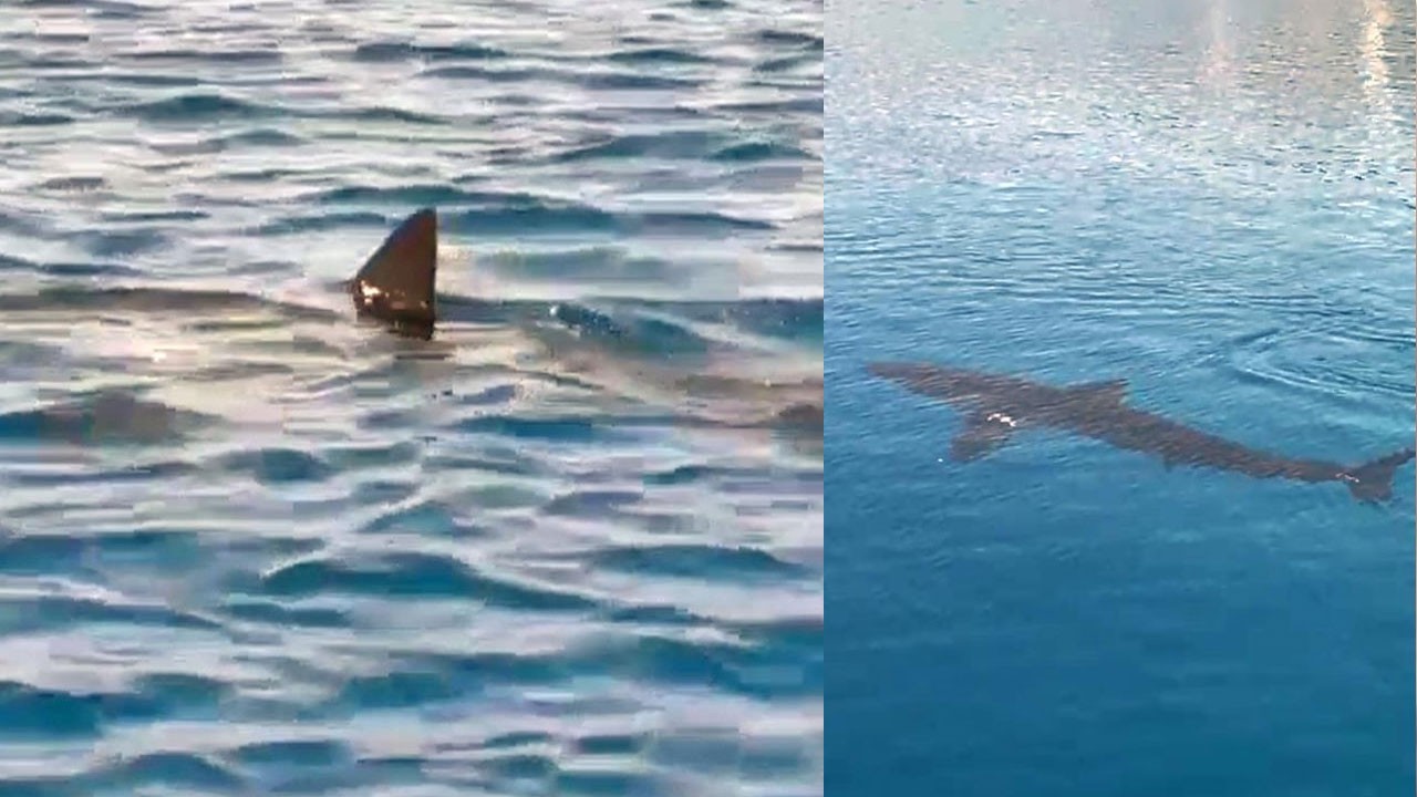 Gökova Körfezi'nde kum köpekbalığı görüldü